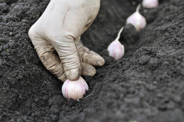 grow garlic video