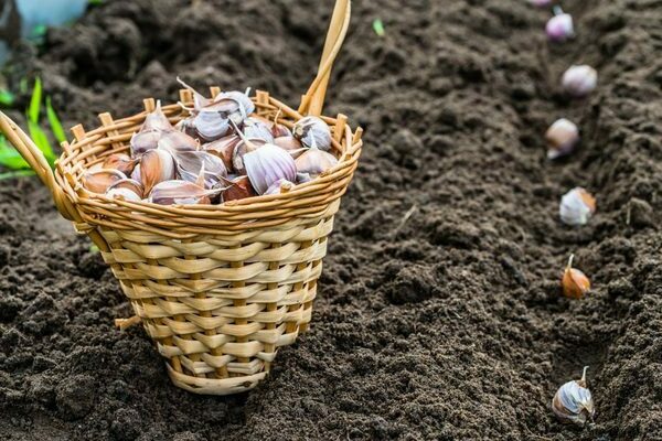 how to grow garlic correctly