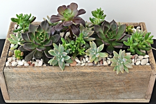 cacti and succulents photos