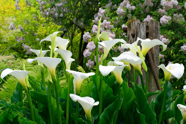 Calla-Lilien-Anbau