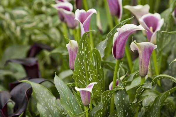 Calla-Lilien Pflege und Kultivierung