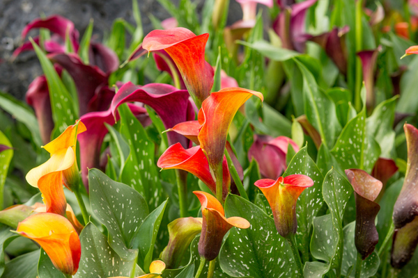 calla growing conditions