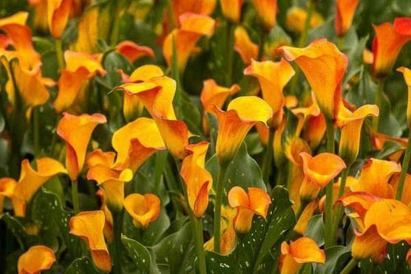 Calla-Lilien im freien Feld wachsen lassen