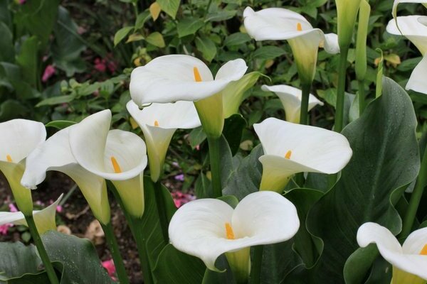 lumalagong mga calla lily sa bahay