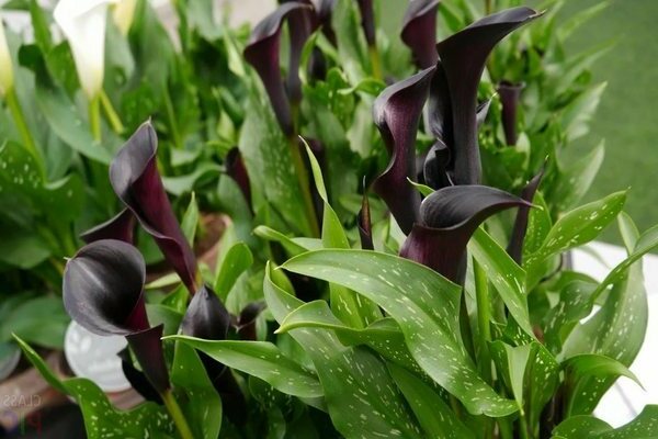 calla lilies cultivation