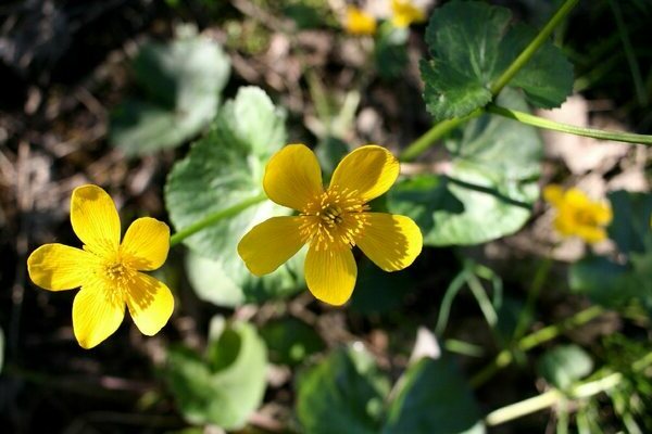 marsh marigold