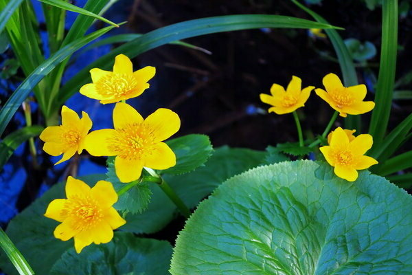 paglalarawan ni marigold