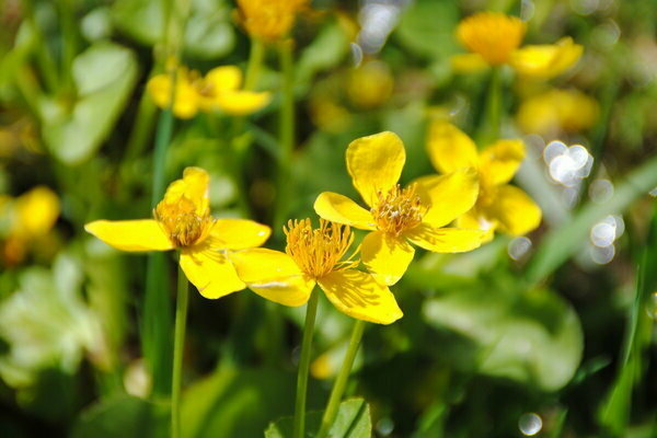 pagtatanim at pangangalaga ng marigold