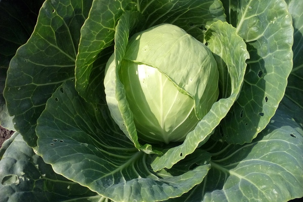 Cabbage