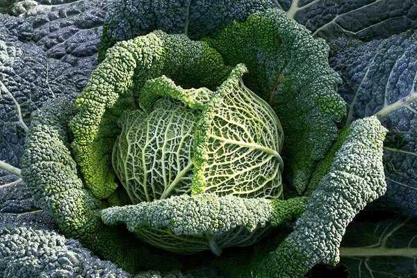 cabbage photo