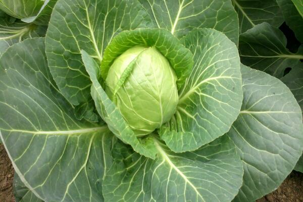 planting cabbage in the ground