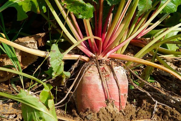 Fodder beet