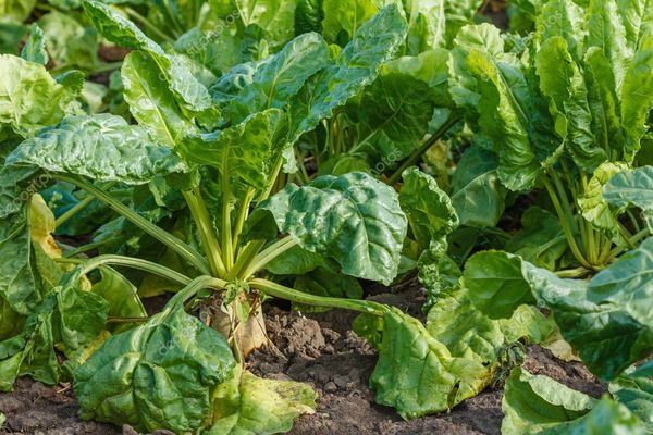 fodder beet photo