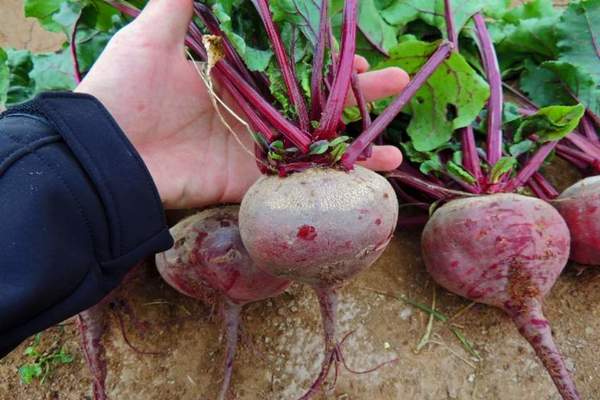 fodder beet description