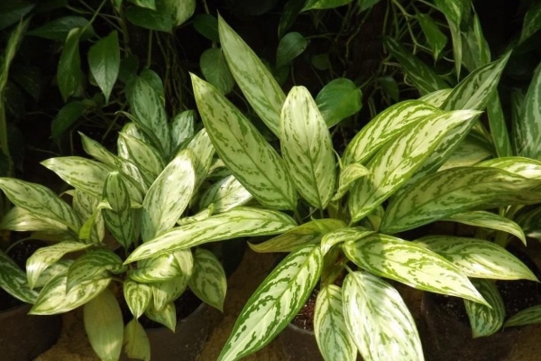 shade-loving garden