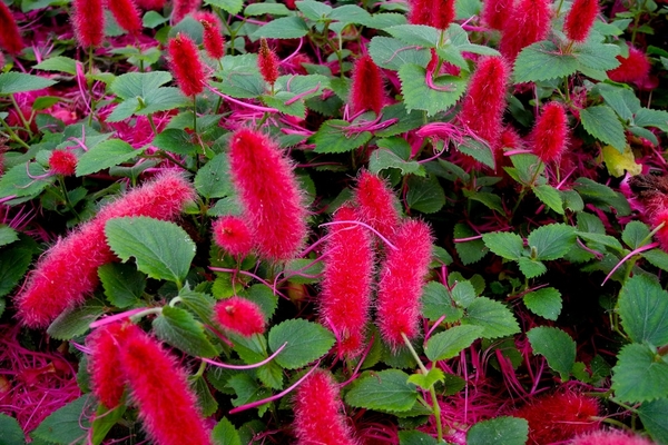 meadow foxtail