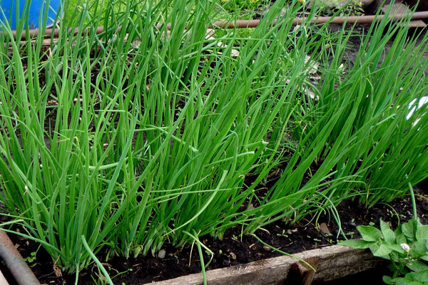 onion cultivation