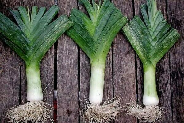 Leek