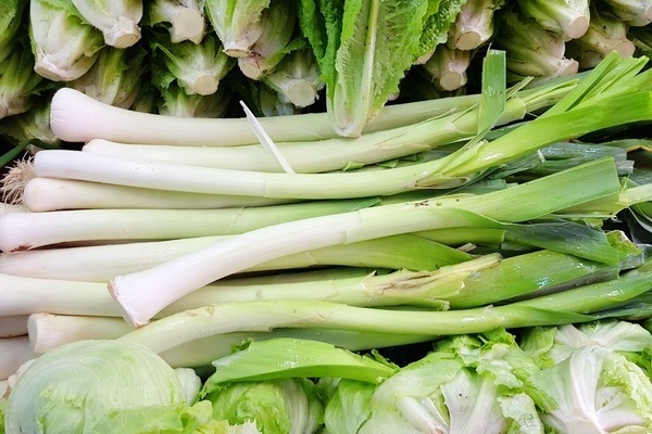 leek cultivation