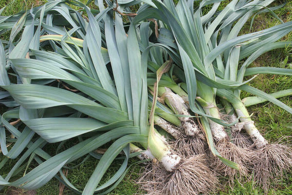 planting leeks