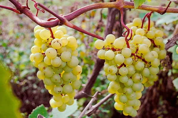 the best grape varieties