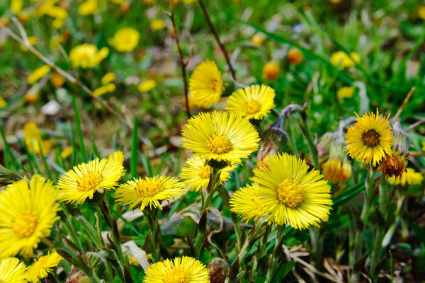 Coltsfoot