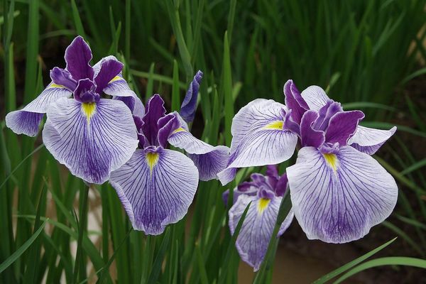 mehrjährige Gartenblumen