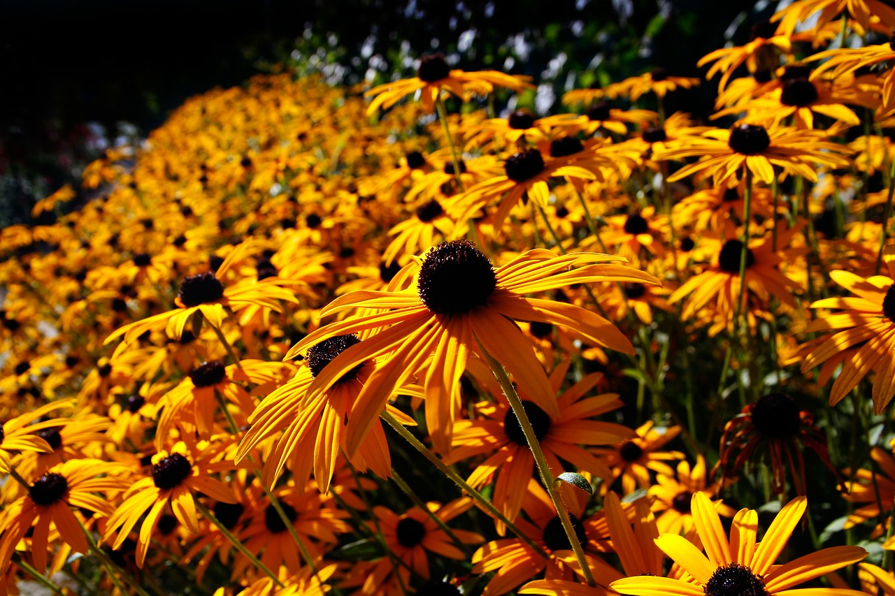 perennial garden flowers