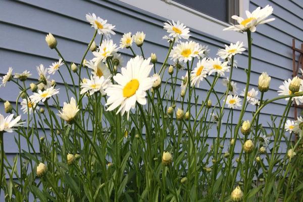 perennial flowers