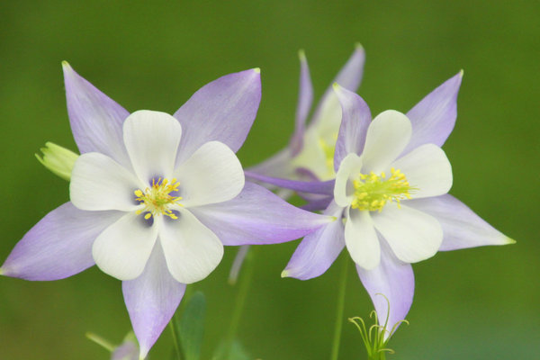 mehrjährige Blumen