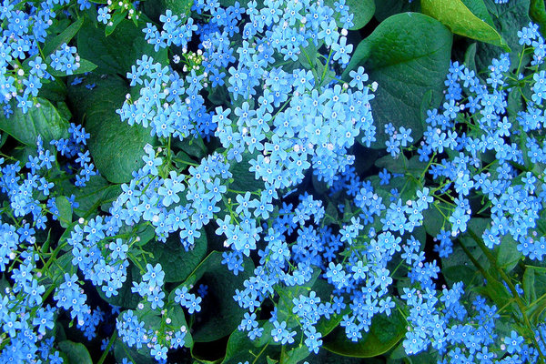 mehrjährige Blumen Foto