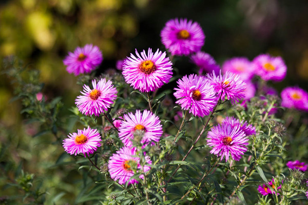 mehrjährige Blumennamen