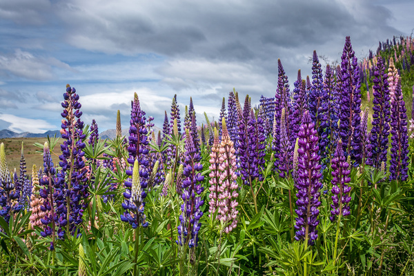 mehrjährige Gartenblumen