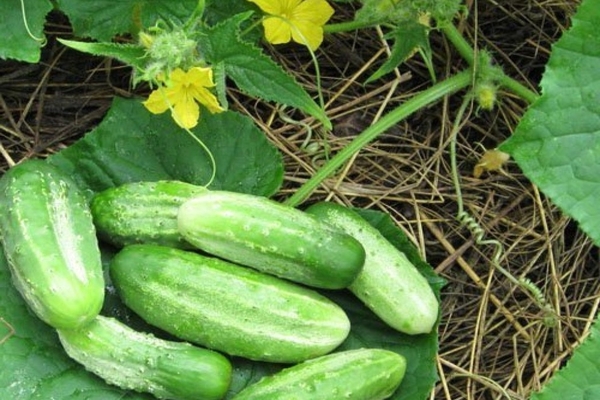 cucumbers