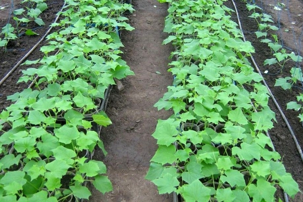 why cucumbers don't bloom