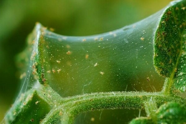 Spider mite