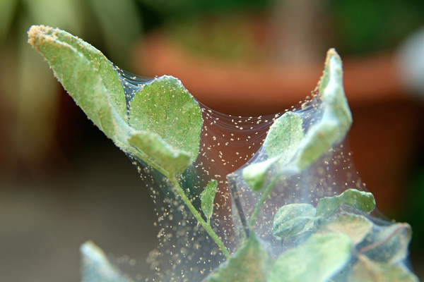 spider mite kung paano makitungo