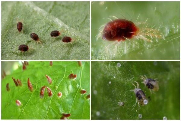 spider mite sa greenhouse