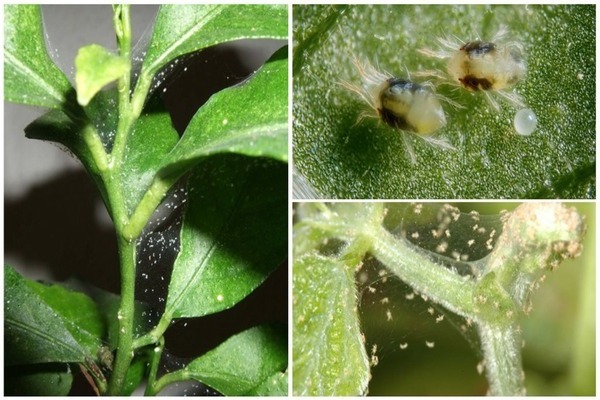 spider mite measures