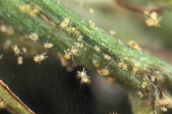 spider mite photo