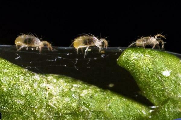 spider mite on pepper