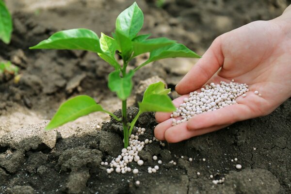 Top dressing of pepper