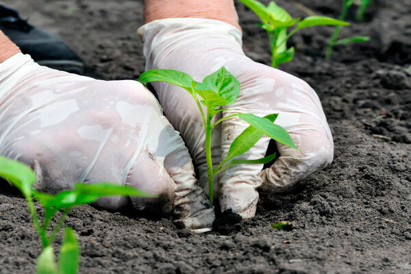 feeding peppers in the greenhouse