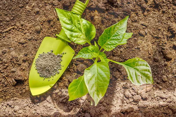 first feeding of peppers