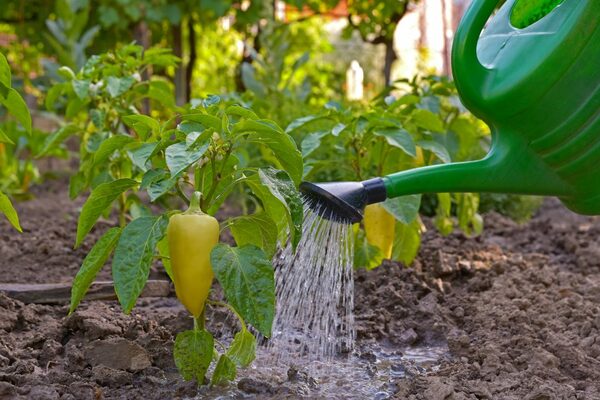 sweet pepper watering