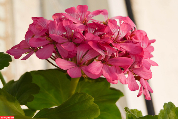 Pelargonium