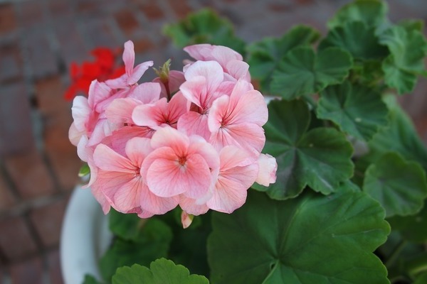 njega pelargonija