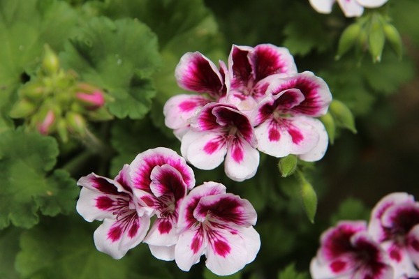 foto de pelargonio