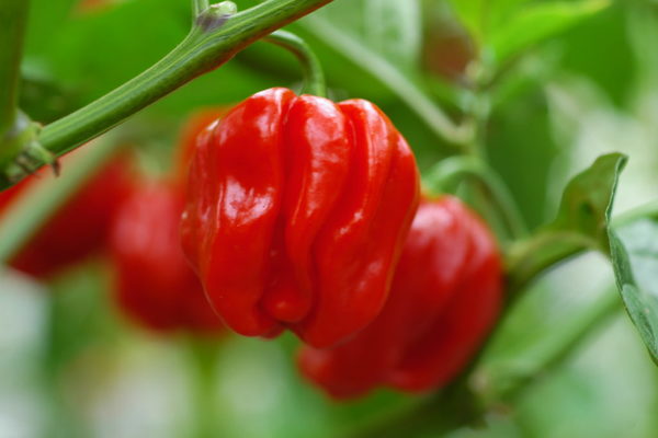 paglilinang ng paminta ng habanero