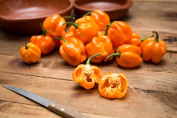 habanero paminta larawan